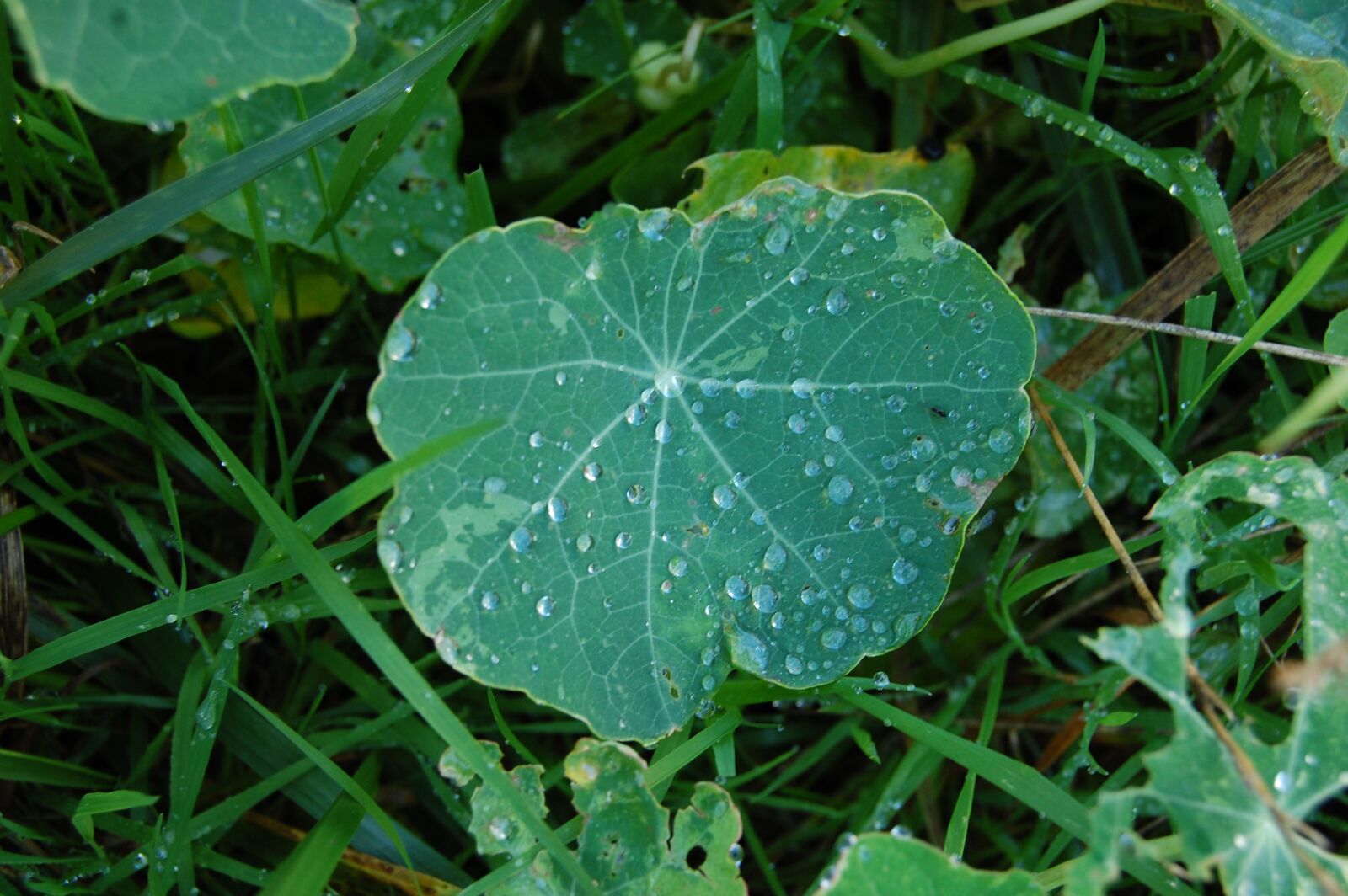 Nikon D40 sample photo. Leaf, rain, dew photography