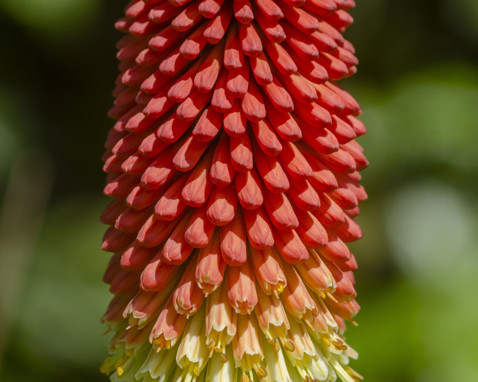 Nikon D7000 sample photo. Kniphofia, uvaria, tritome photography