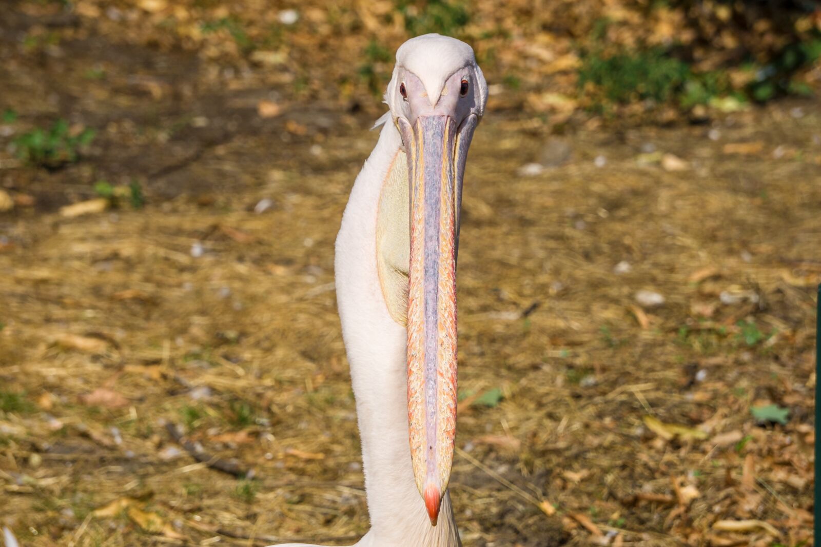 Sony a6000 sample photo. Pelikan, bill, bird photography