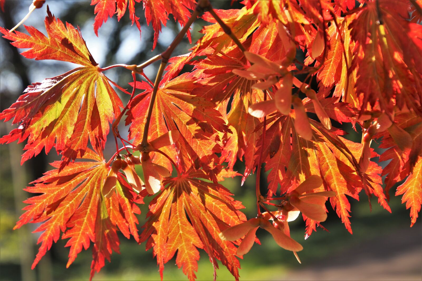 Canon EOS 80D sample photo. Orange, foliage, clone photography