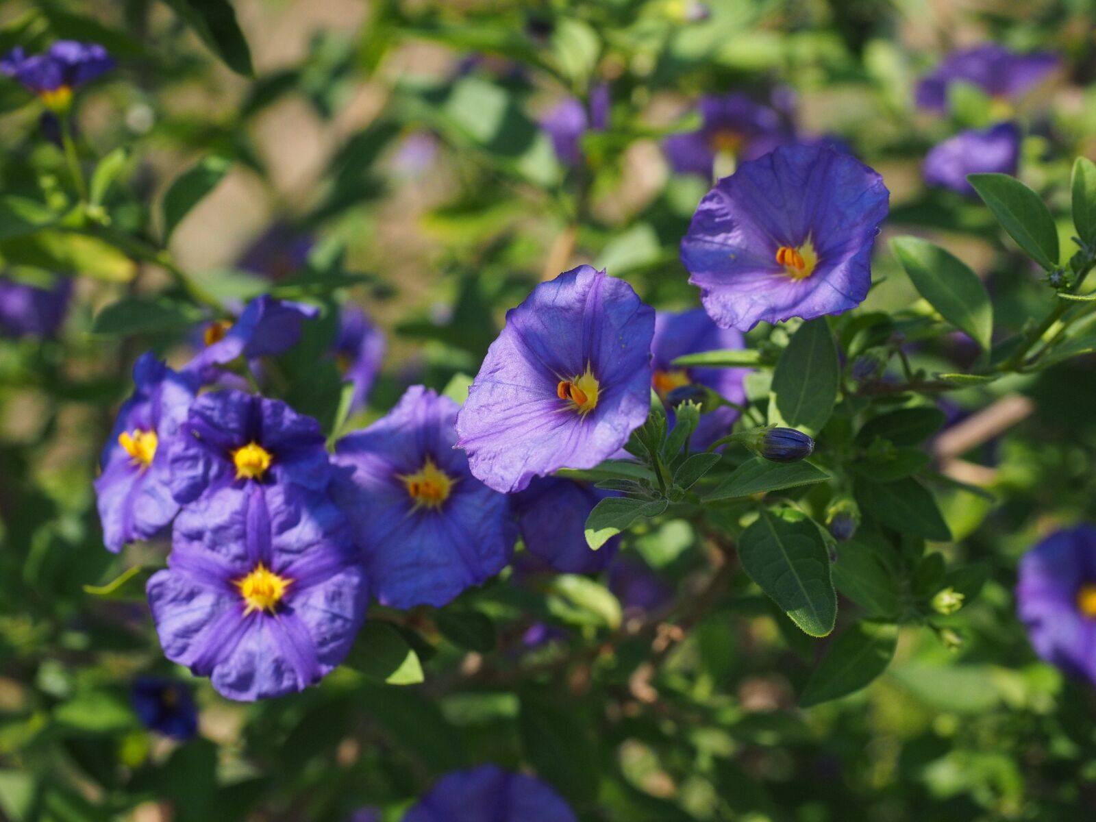 Olympus OM-D E-M1 + Olympus M.Zuiko Digital ED 12-40mm F2.8 Pro sample photo. Blossom, bloom, violet photography