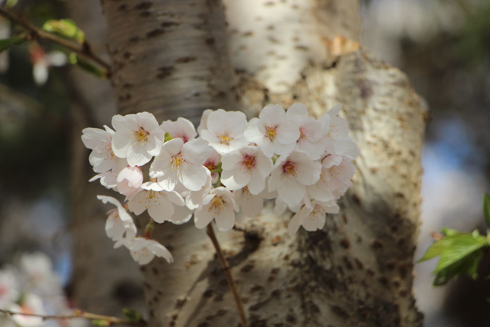 Canon EOS 600D (Rebel EOS T3i / EOS Kiss X5) sample photo. Flowers, branch, cherry blossom photography