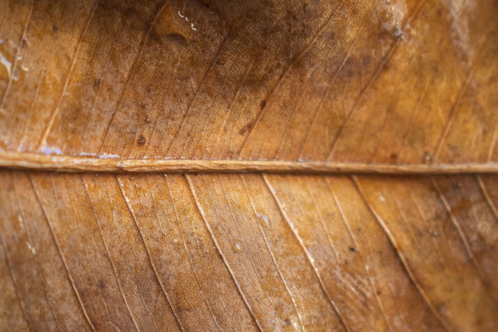 Nikon D7200 sample photo. Sheet, texture, autumn photography