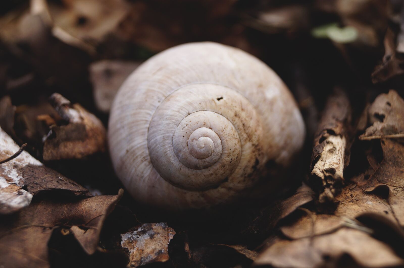 Sony DT 18-55mm F3.5-5.6 SAM II sample photo. Snail, snail shell, avar photography