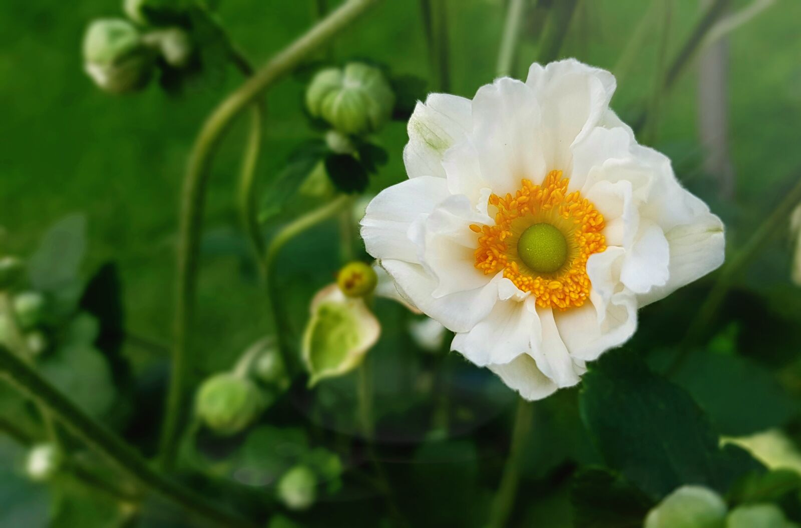 Samsung Galaxy S7 sample photo. Blossom, bloom, anemone photography
