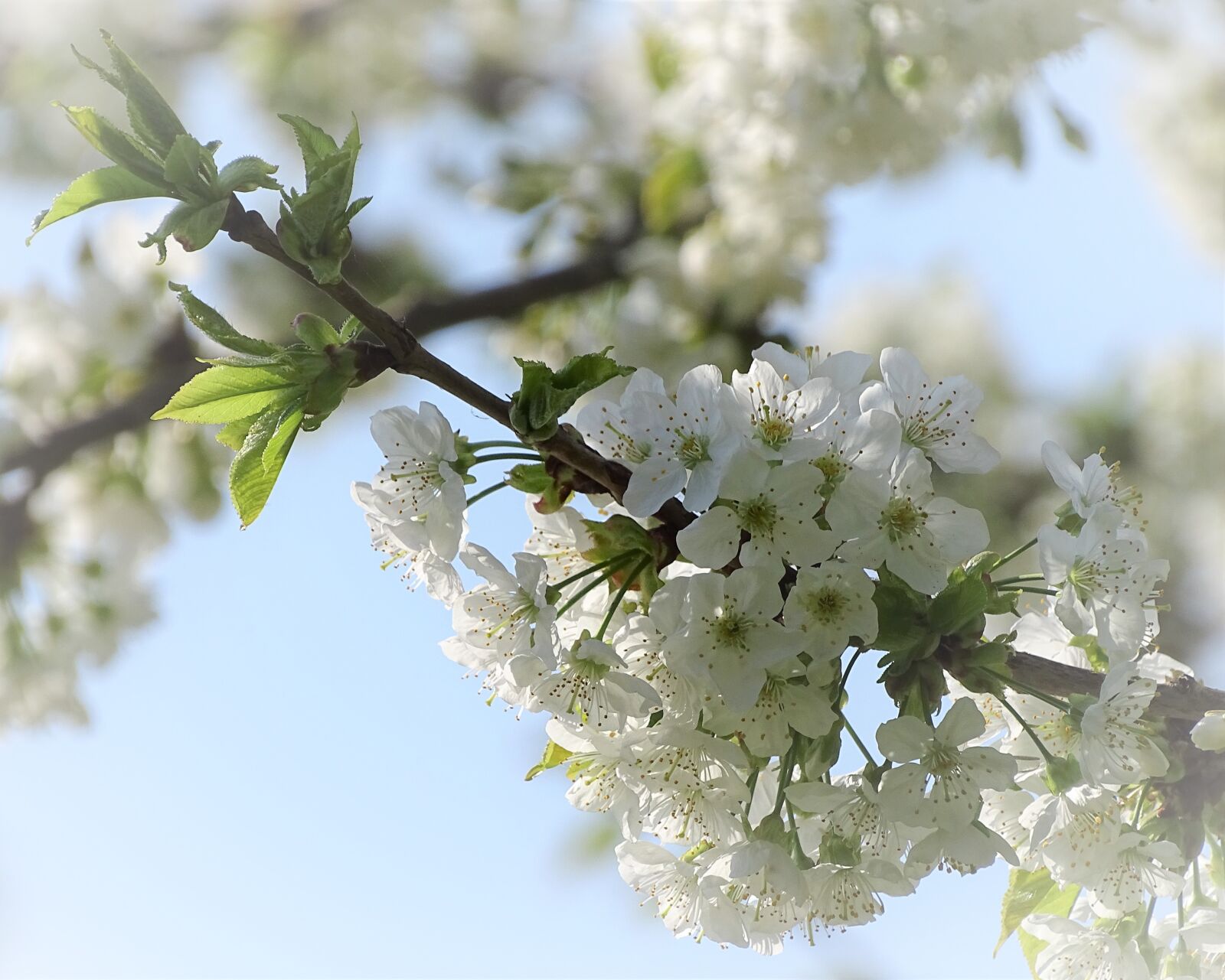 Sony Cyber-shot DSC-HX400V sample photo. Cherry blossom, branch, white photography