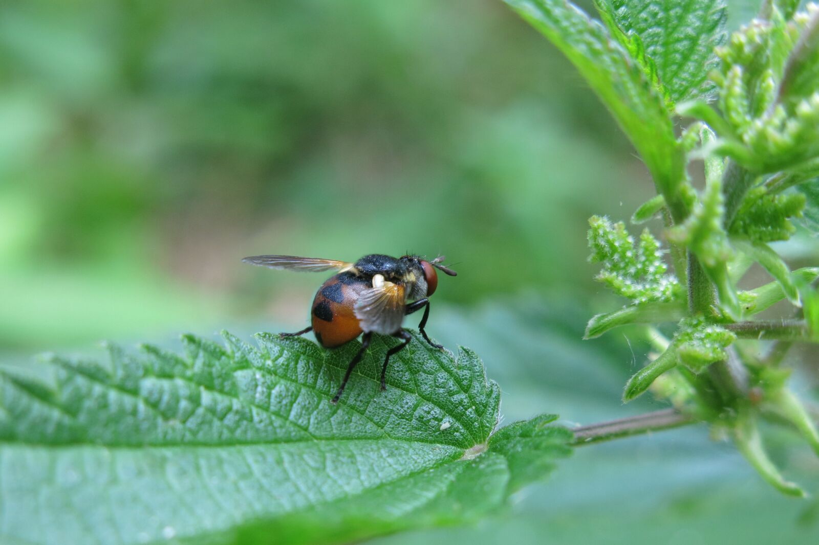 Canon PowerShot G15 sample photo. Caterpillar fly, tree bugs photography