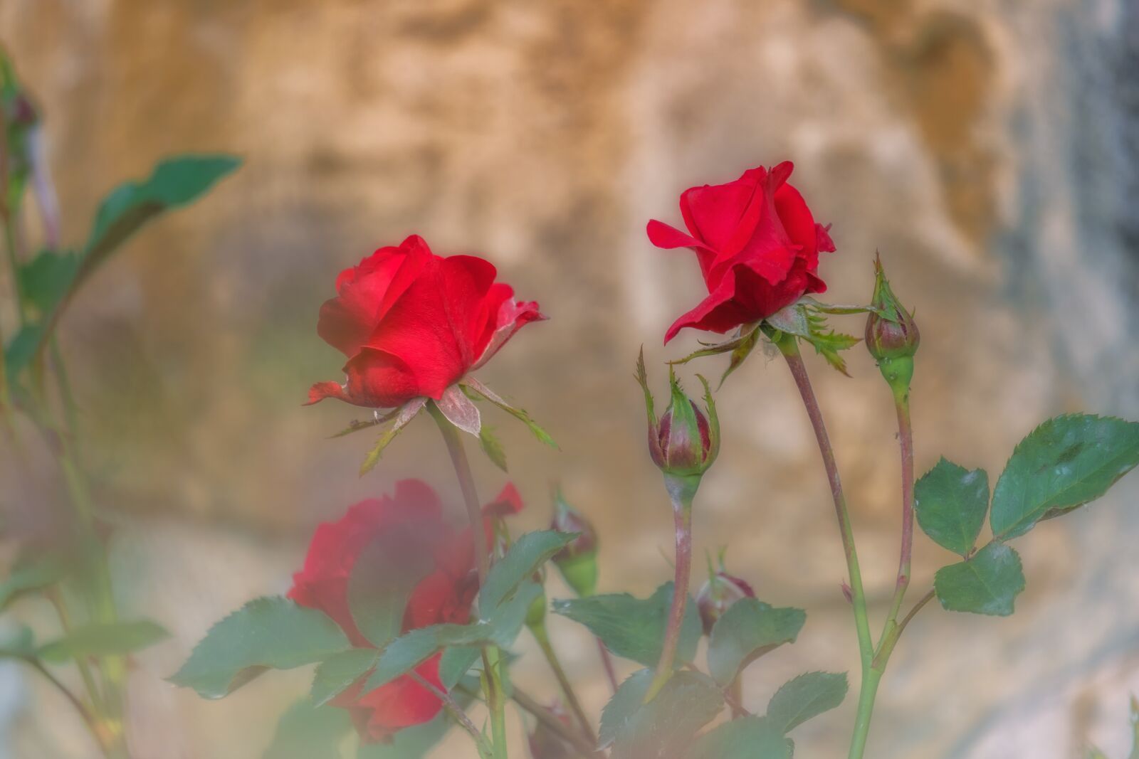Fujifilm X-T30 sample photo. Red, roses, rose bloom photography