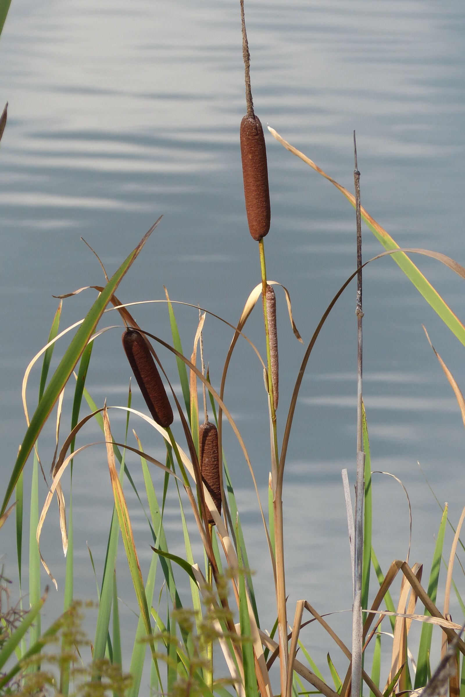 Panasonic Lumix DMC-FZ200 sample photo. Reed, mallet, reeds photography