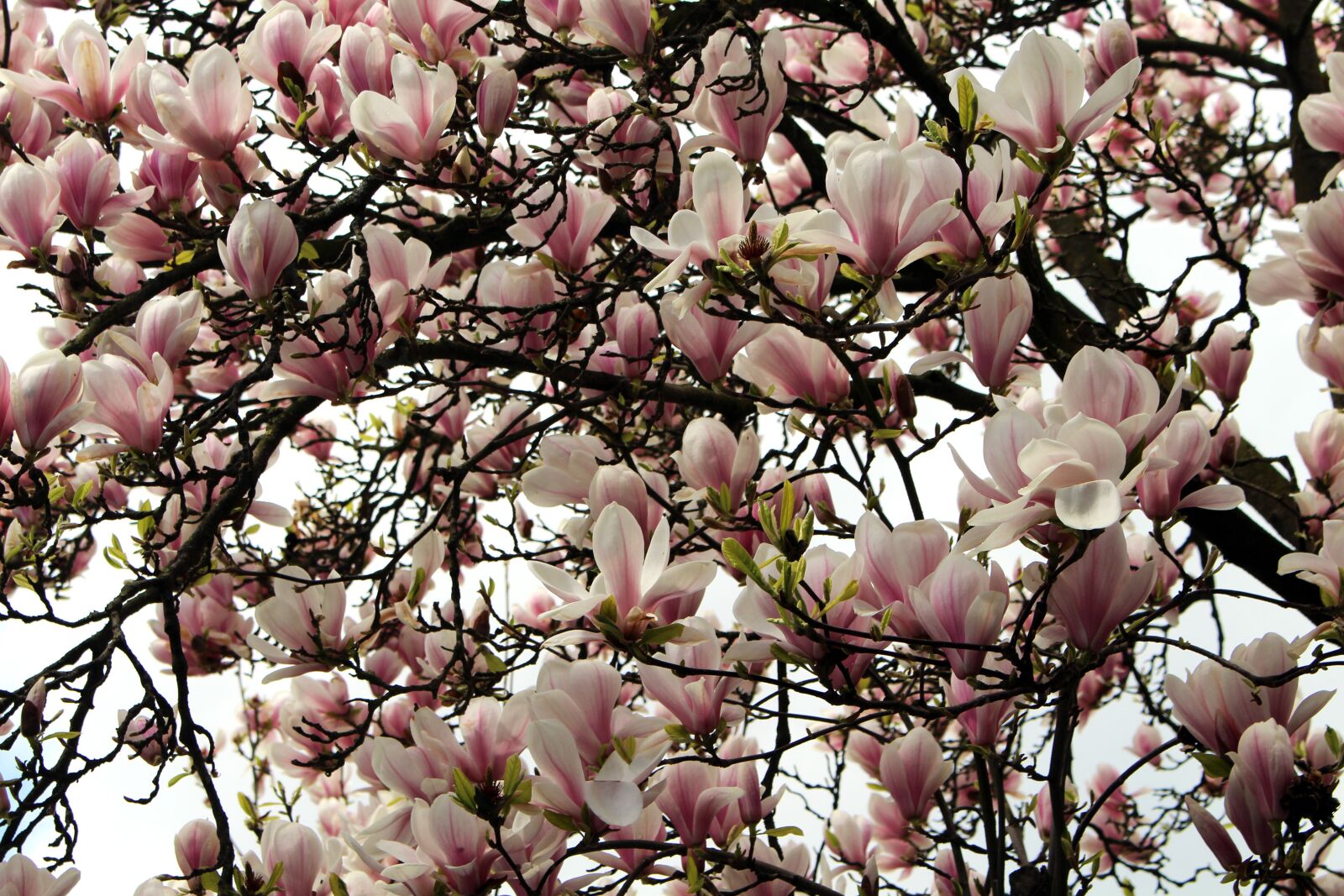 Canon EOS 700D (EOS Rebel T5i / EOS Kiss X7i) sample photo. Magnolia, flowers, blossom photography