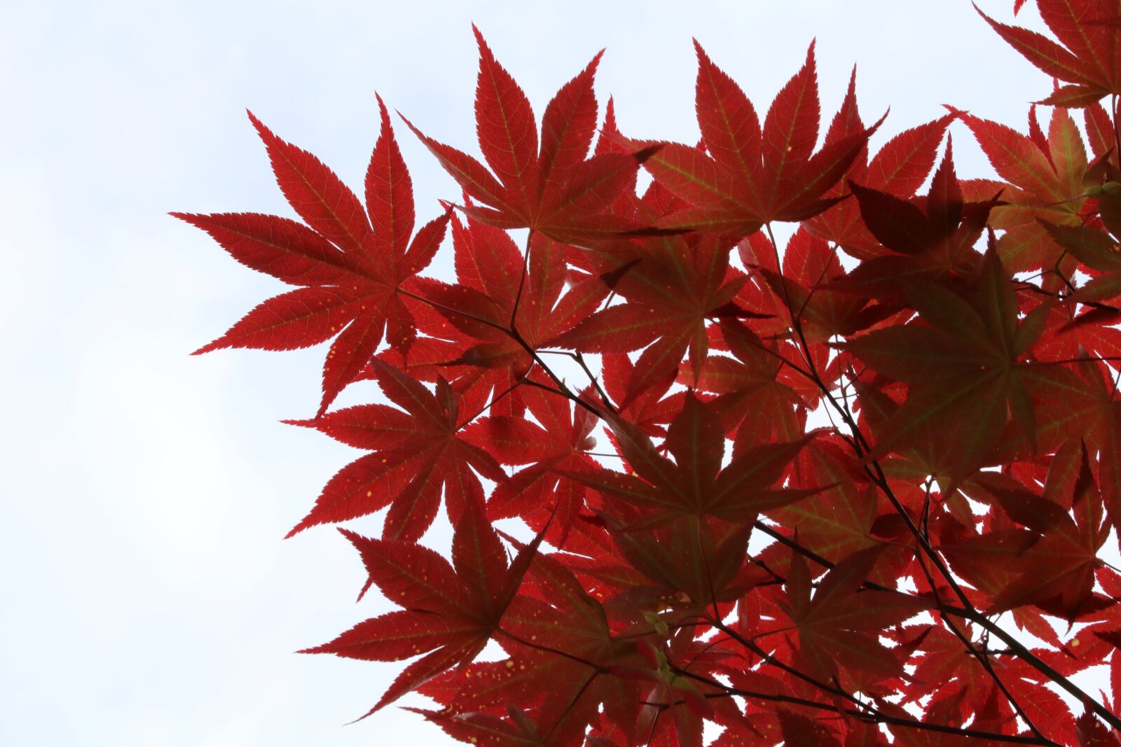 Canon EOS 750D (EOS Rebel T6i / EOS Kiss X8i) sample photo. Autumn leaves, maple, wood photography
