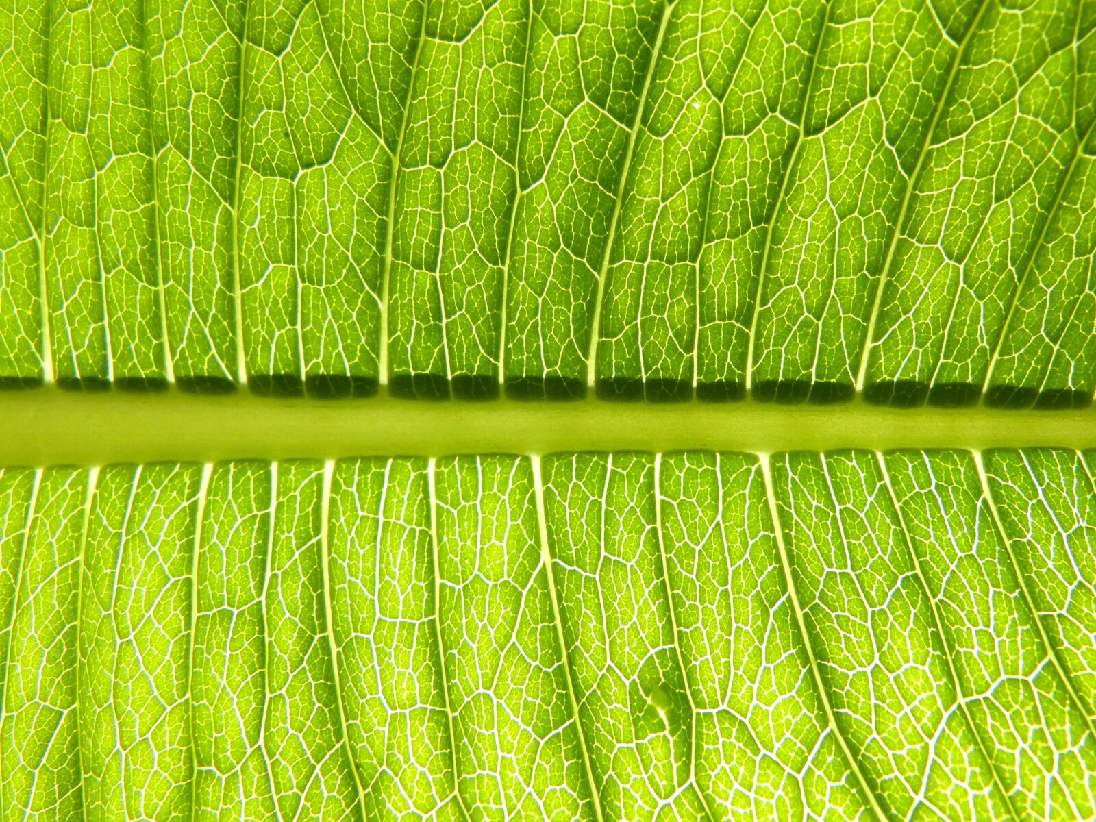 Panasonic DMC-FZ62 sample photo. Leaf, plant, vein photography