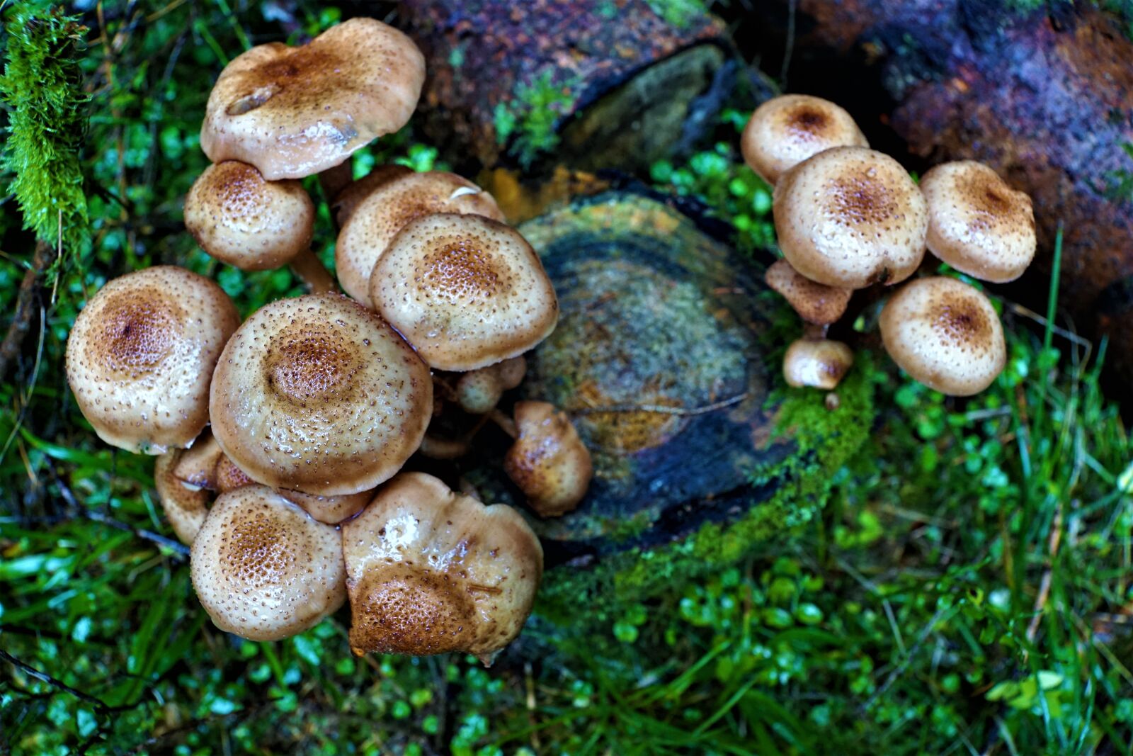Sony ILCA-77M2 + Sony DT 16-50mm F2.8 SSM sample photo. Mushrooms, nature, eat photography