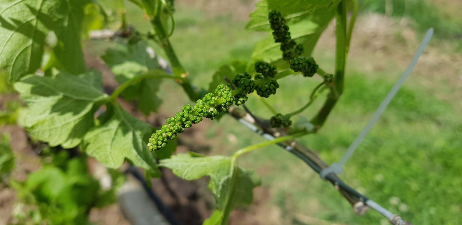 Samsung SM-G955F sample photo. Vineyard, grapes, wine photography