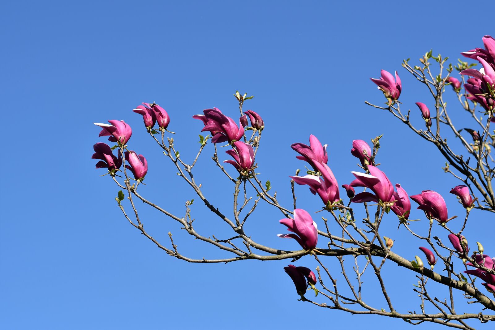 Nikon D5600 sample photo. Violet magnolia, spring, branch photography