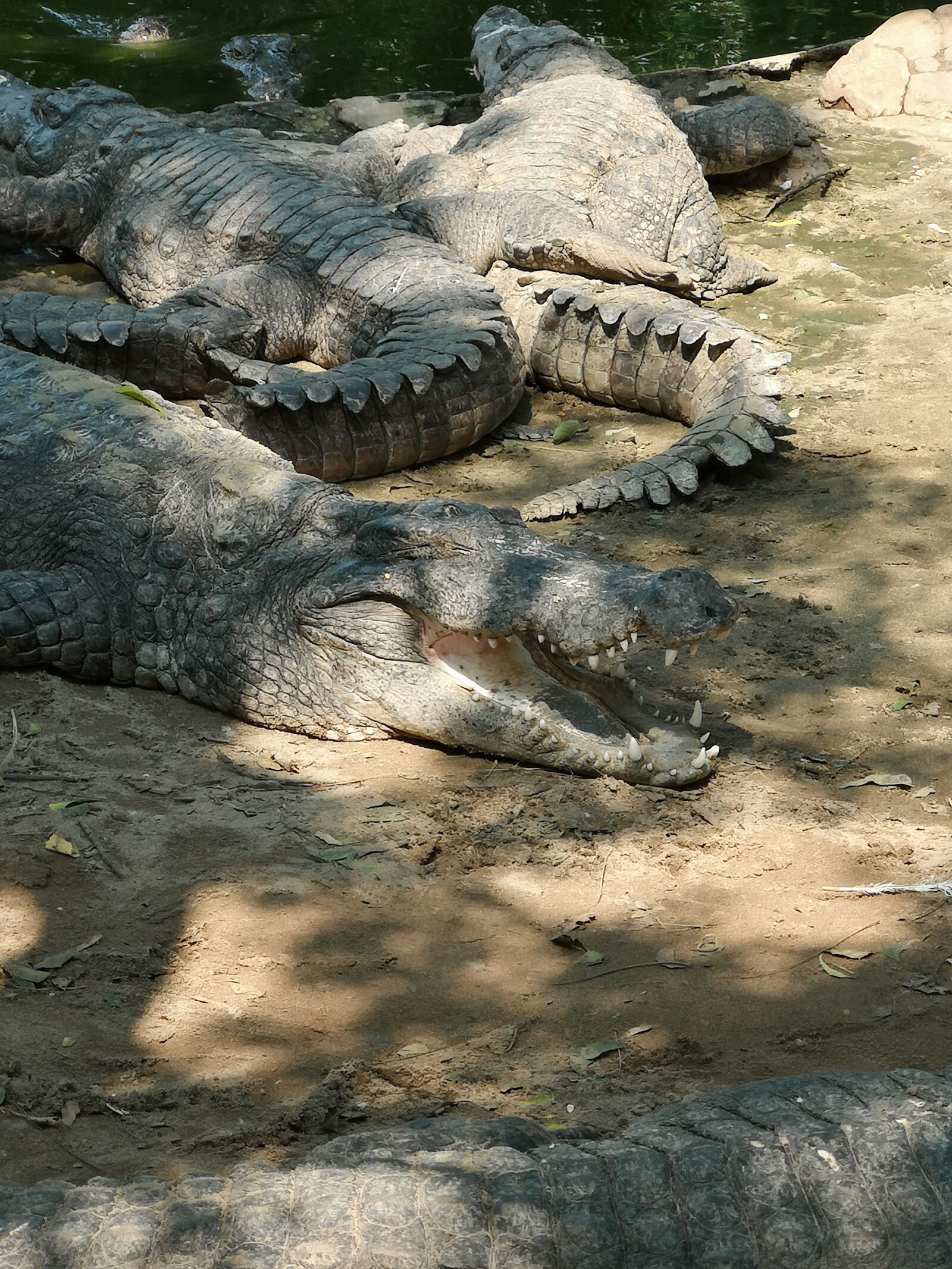 HUAWEI CLT-L29 sample photo. Sharp teeth, crocodile, alligator photography