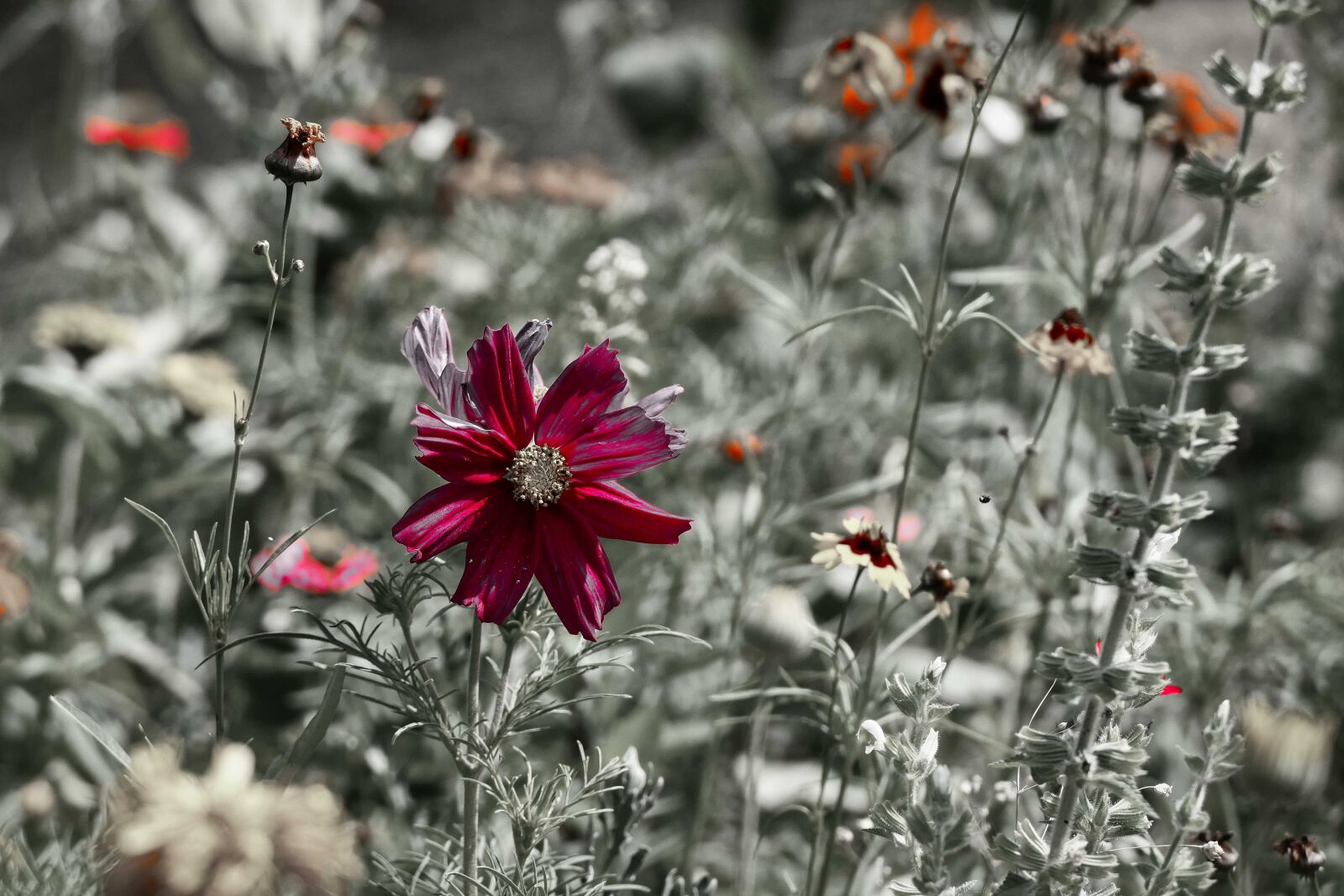 Panasonic Lumix DMC-FZ1000 sample photo. Wild flower, bloom, nature photography