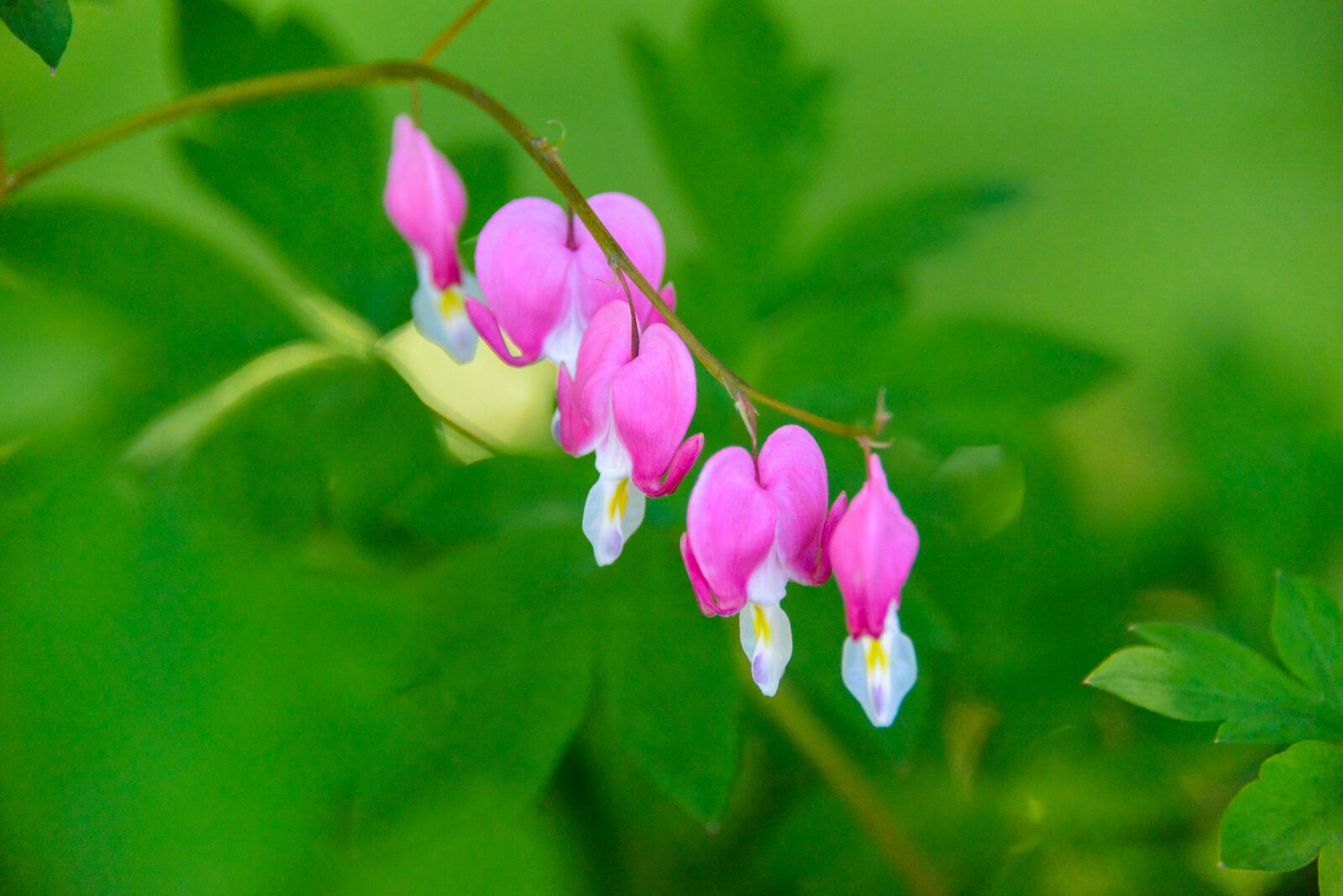 Nikon D800 sample photo. Heart, pink, love photography