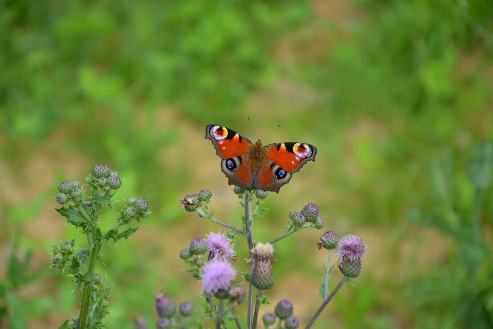 Nikon D5200 sample photo. Butterfly, takes flies away photography