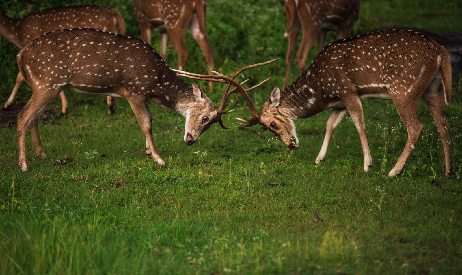 Nikon D810 sample photo. Deer, fight, environment photography