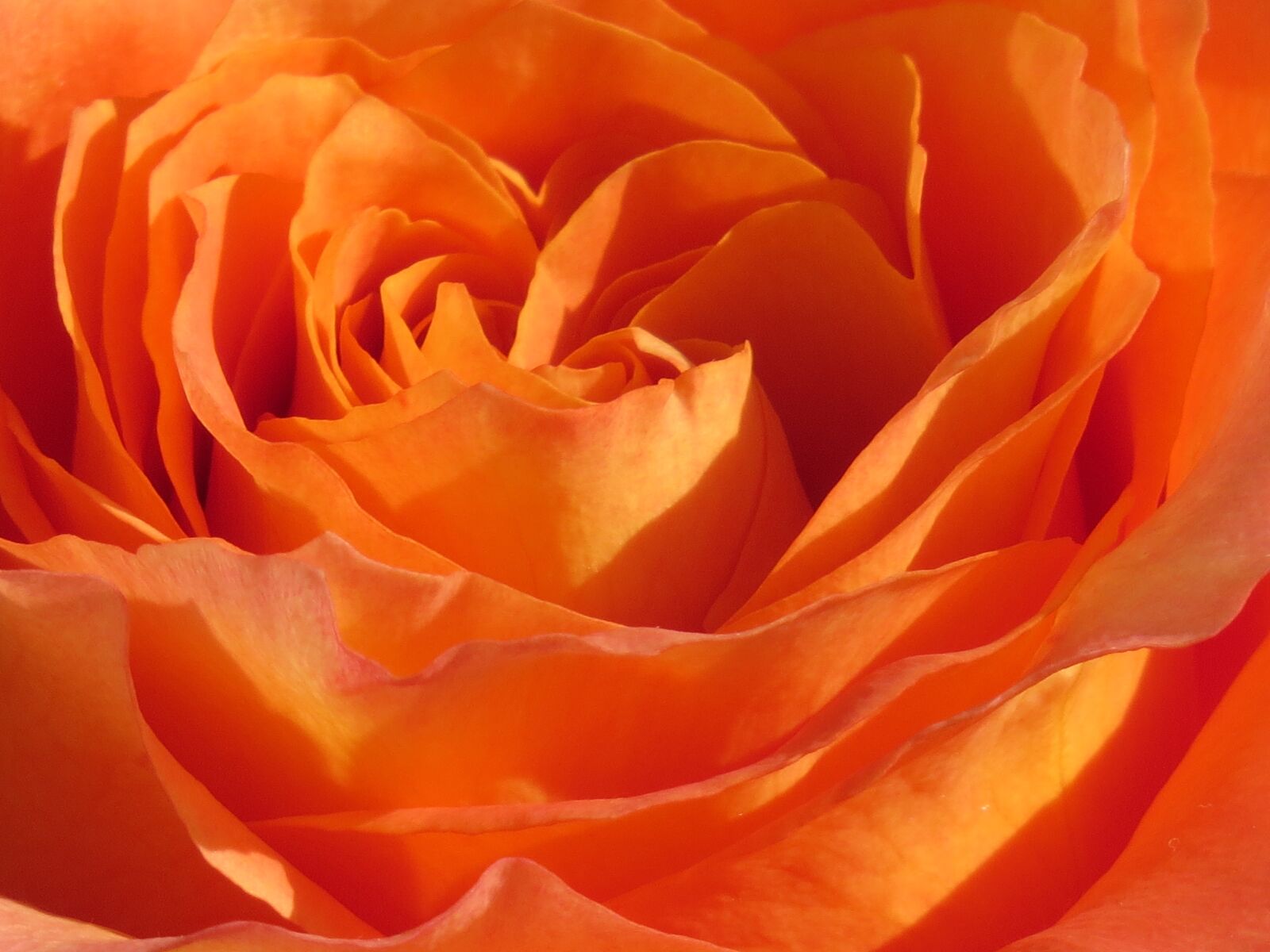Canon PowerShot SX50 HS sample photo. Flower, rose, blossom photography