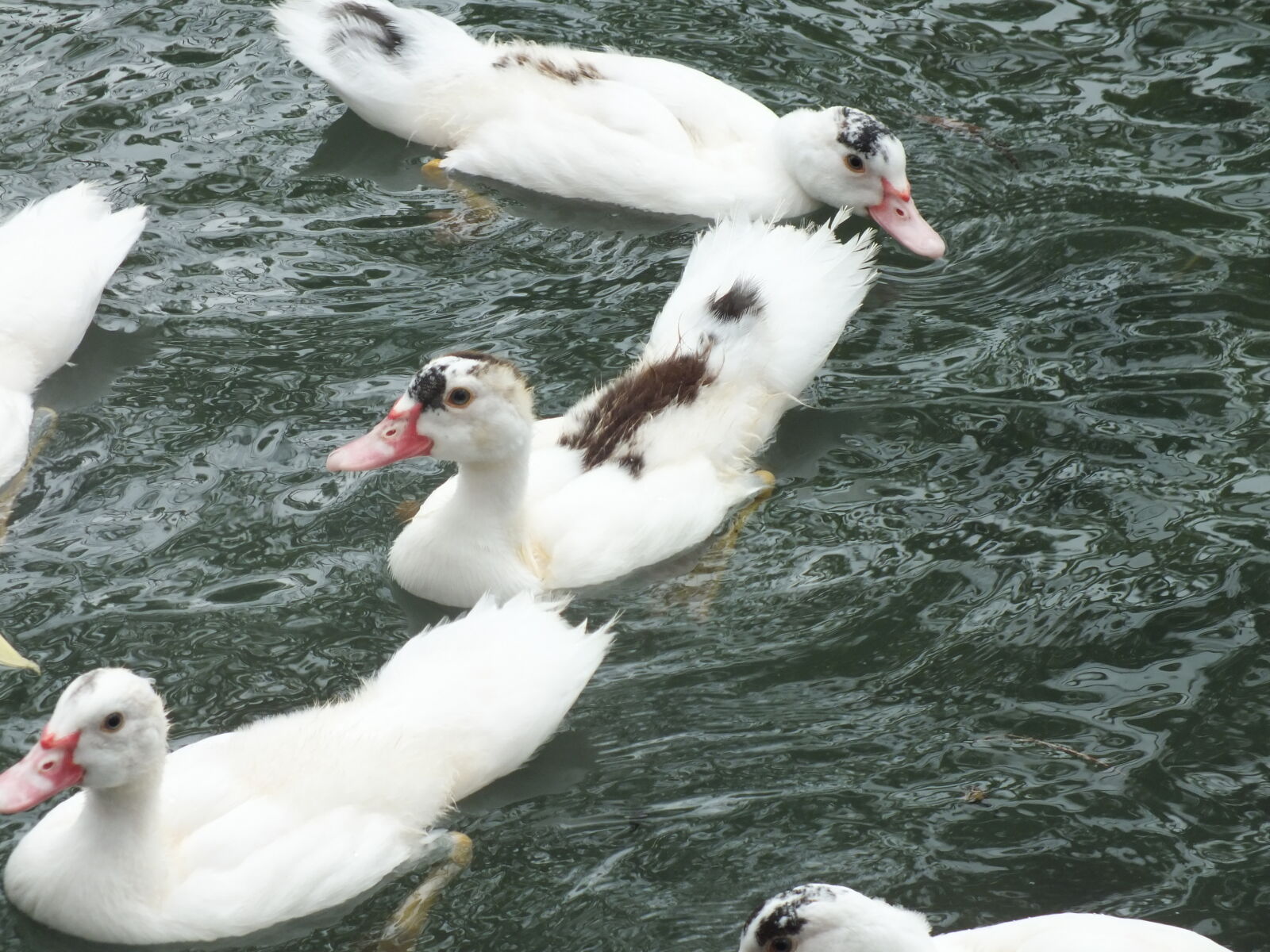 Fujifilm FinePix HS35EXR sample photo. Ducklings photography