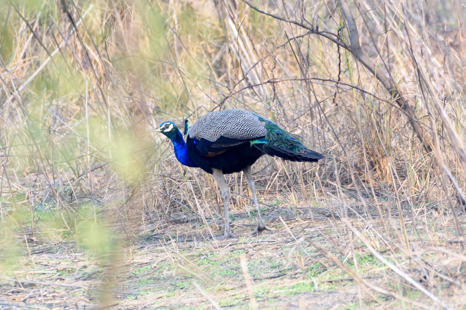 Nikon D7200 sample photo. Peacock, bird, feather photography