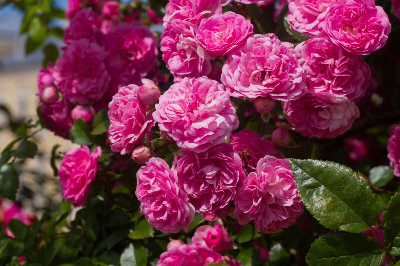 Tamron SP 90mm F2.8 Di VC USD 1:1 Macro sample photo. Roses, pink, red roses photography