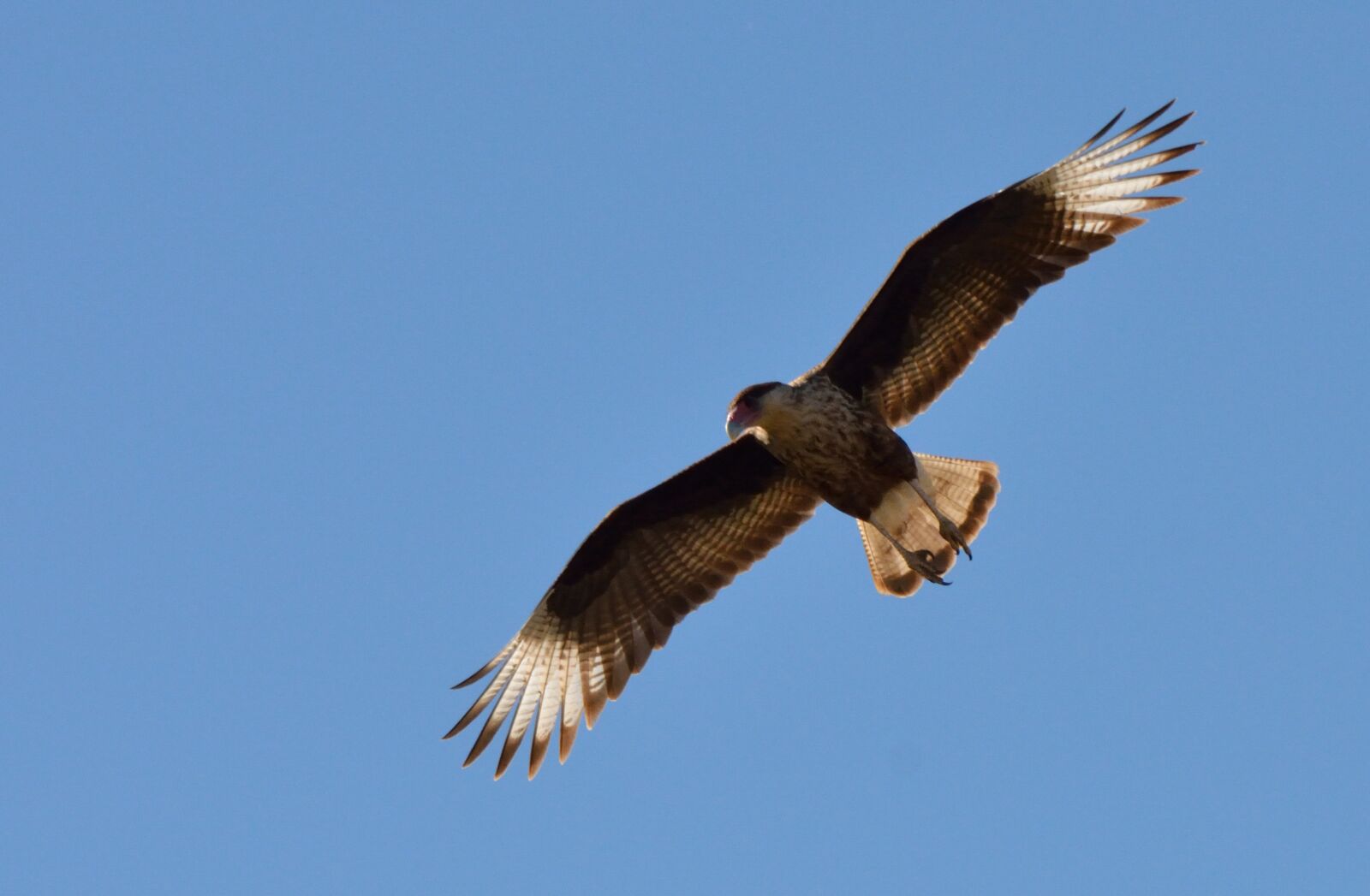 Nikon D5200 sample photo. Carancho, ave, nature photography