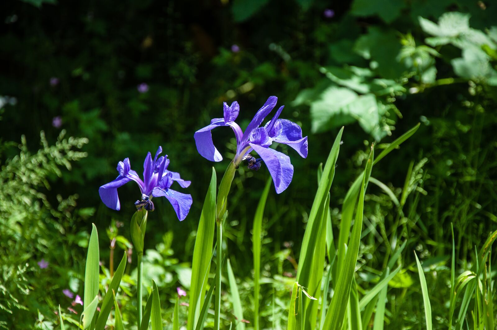 Nikon D5000 sample photo. Nature, flower, plant photography