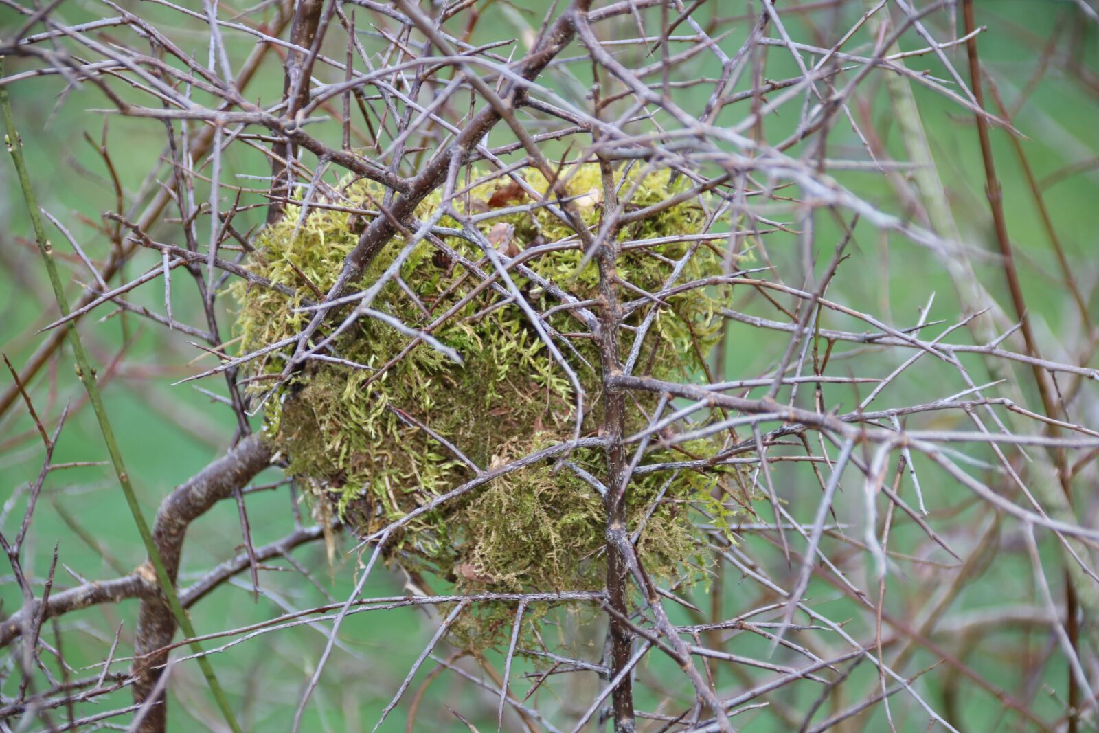 Canon EOS 760D (EOS Rebel T6s / EOS 8000D) sample photo. Nest, foam, thorns photography
