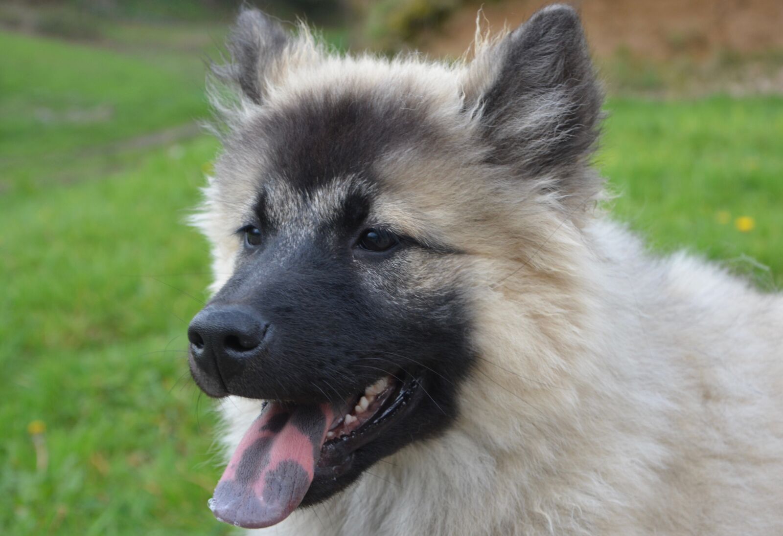 Nikon D5200 sample photo. Dog, dog eurasier christmas photography