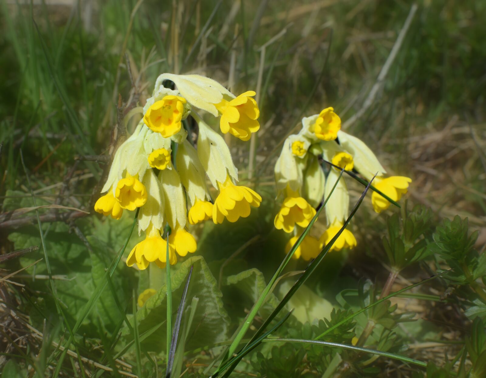 Nikon D5300 sample photo. Primroses, roses are, spring photography