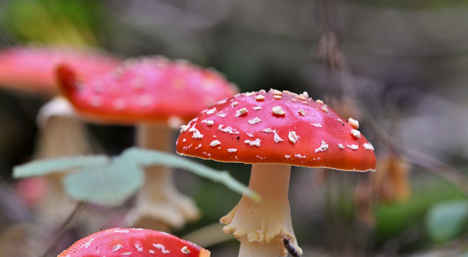 Nikon D500 sample photo. Mushrooms, fly agaric, red photography