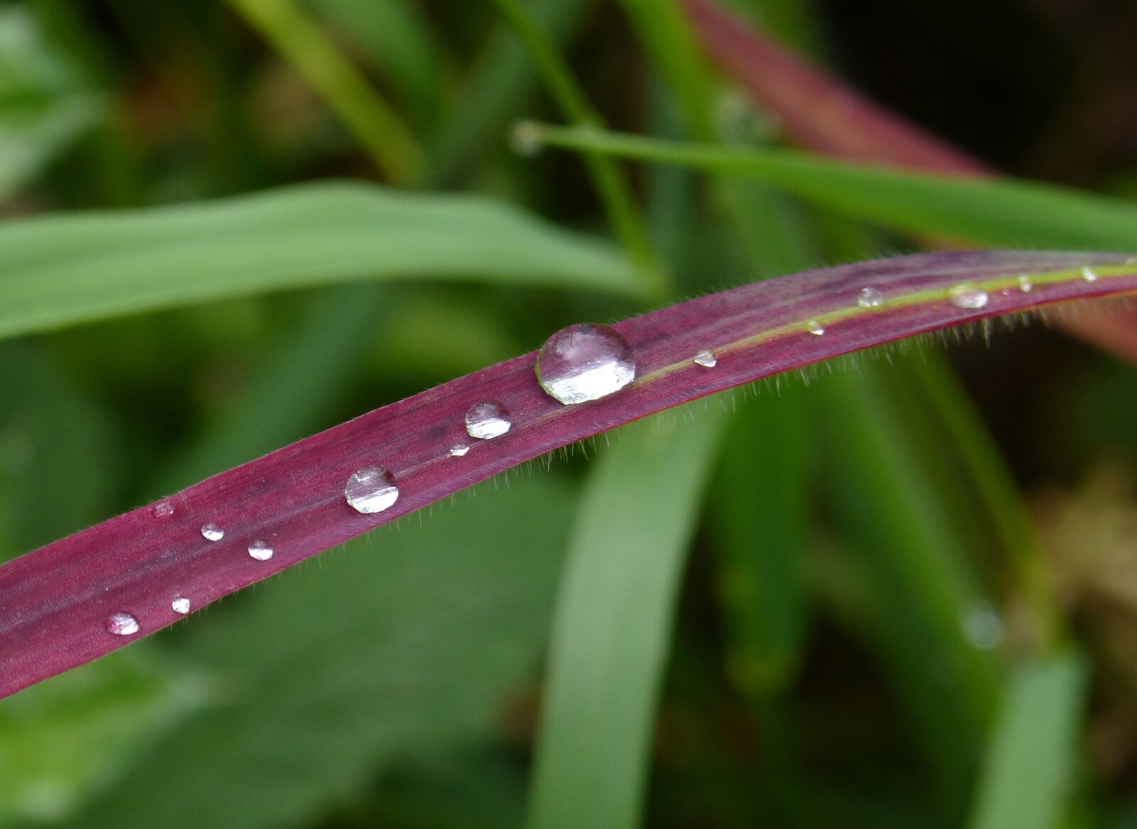 Panasonic DMC-FZ62 sample photo. Leaf, red leaf, drops photography