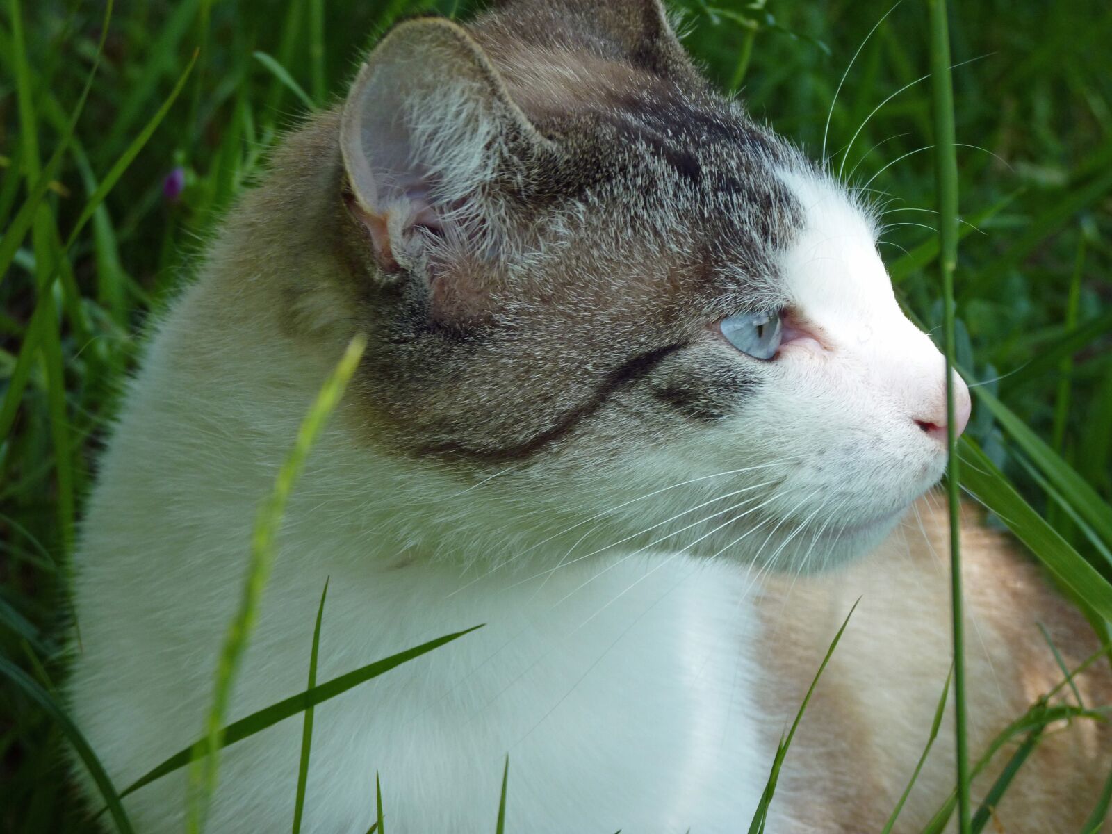 Panasonic Lumix DMC-FZ35 (Lumix DMC-FZ38) sample photo. Cat, head, cat head photography