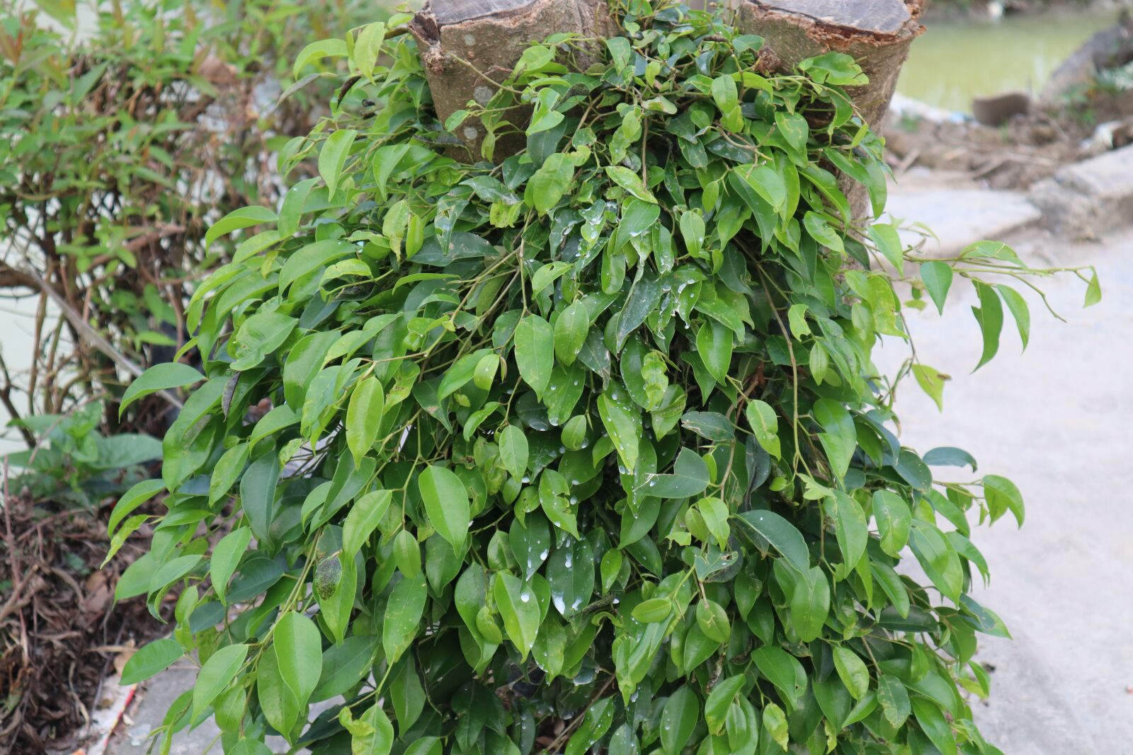 Canon EOS M50 (EOS Kiss M) sample photo. Tree, the leaves, green photography