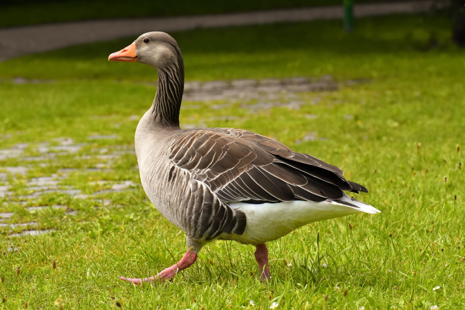 Nikon D7200 sample photo. Goose, wild goose, water photography