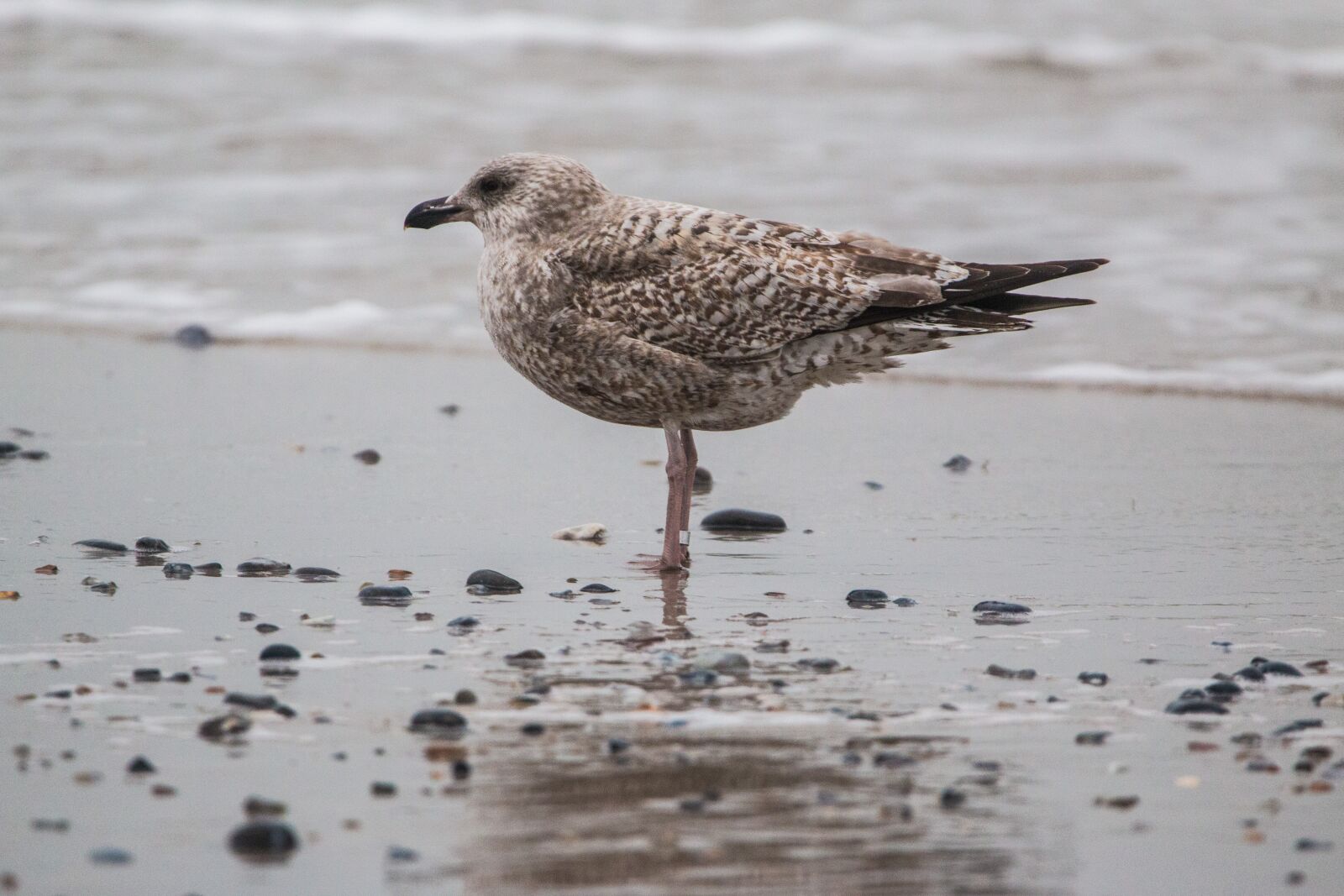 150-600mm F5-6.3 DG OS HSM | Contemporary 015 sample photo. Polar seagull, seagull, bird photography