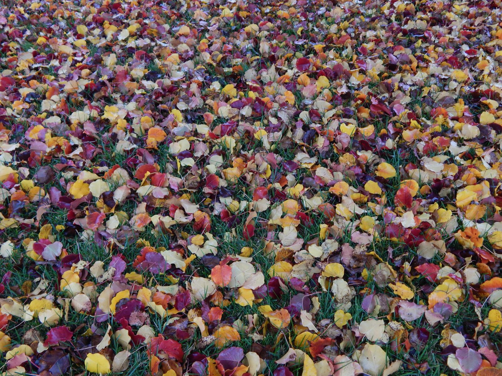 Nikon Coolpix L830 sample photo. Leaves, fall, autumn photography