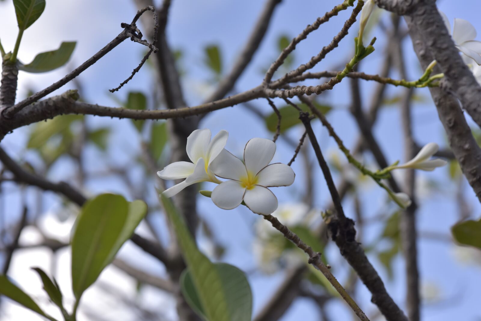 Nikon D810 sample photo. Flower, asia, pretty photography