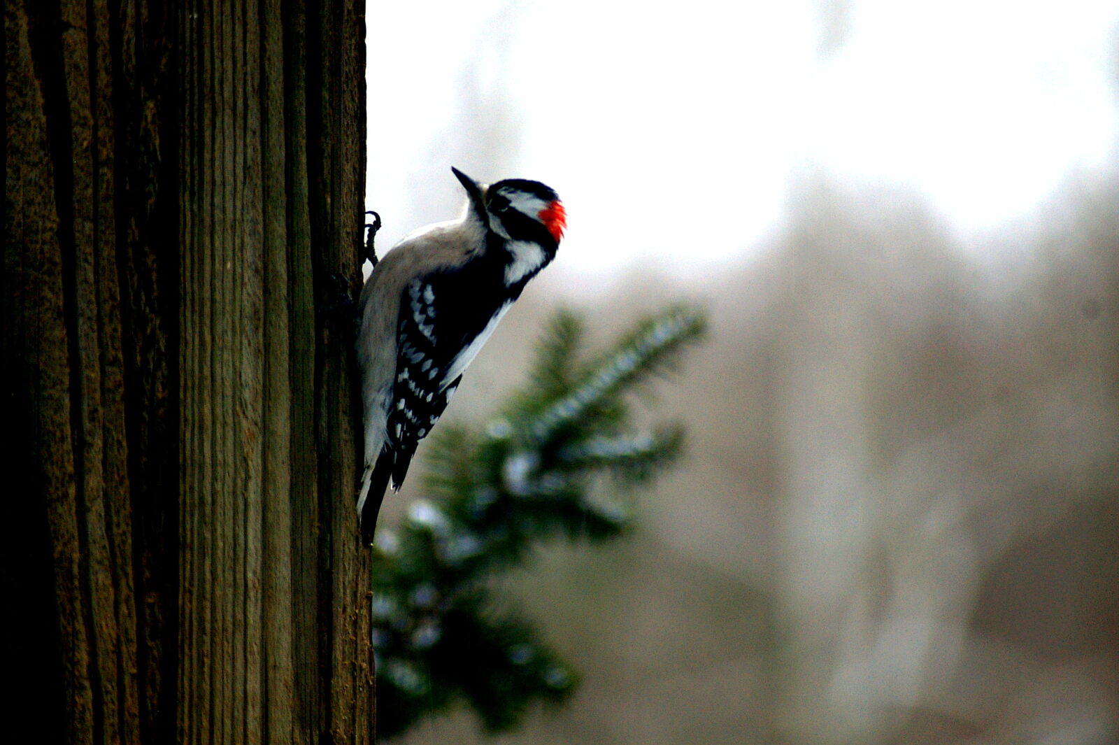 Pentax *ist DL sample photo. Bird, snow, winter, woodpecker photography