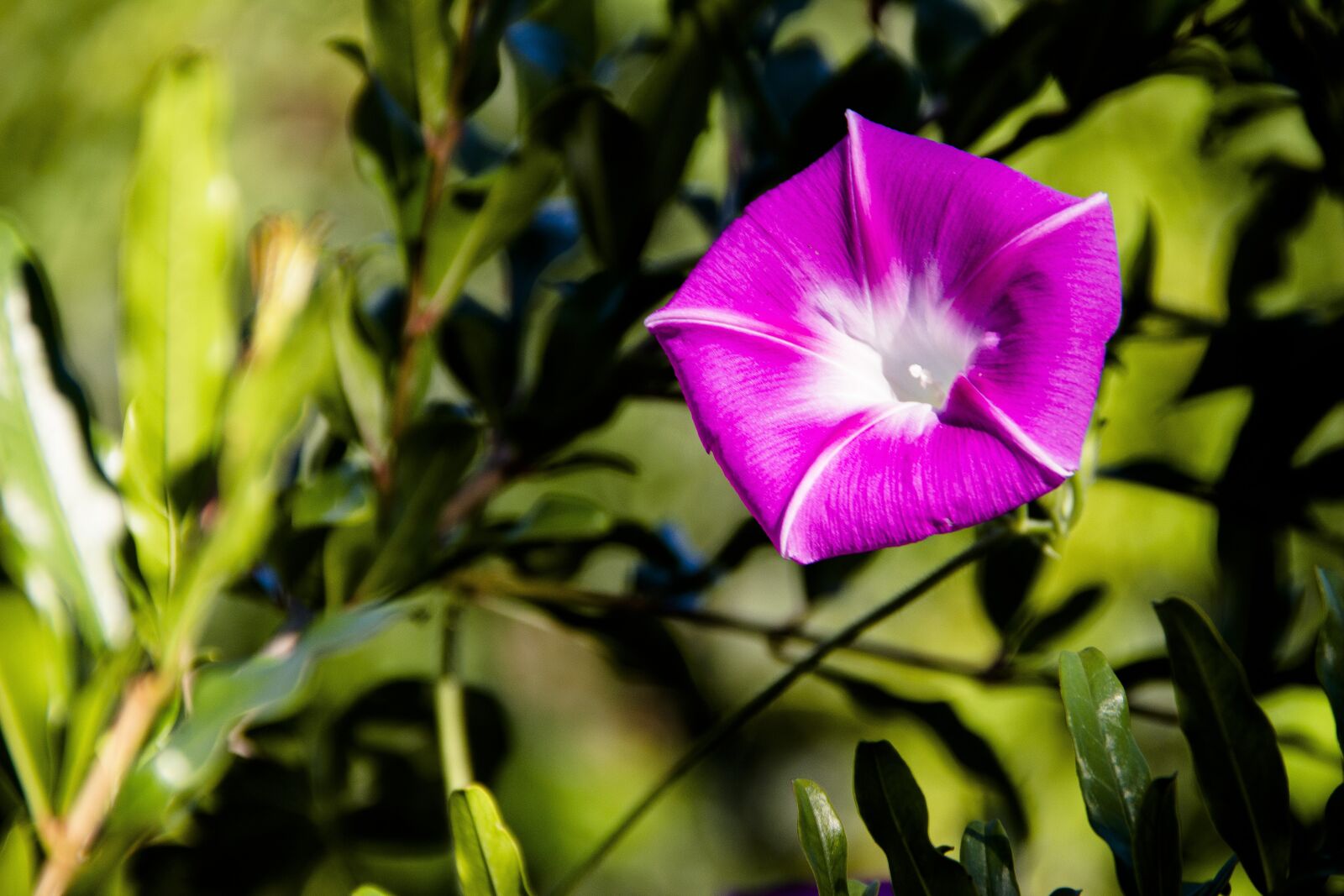 Canon EOS 650D (EOS Rebel T4i / EOS Kiss X6i) sample photo. Flower, garden, bloom photography