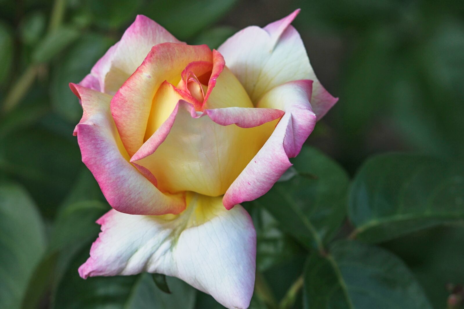 Canon EOS 1100D (EOS Rebel T3 / EOS Kiss X50) sample photo. Rose, rose petals, petals photography