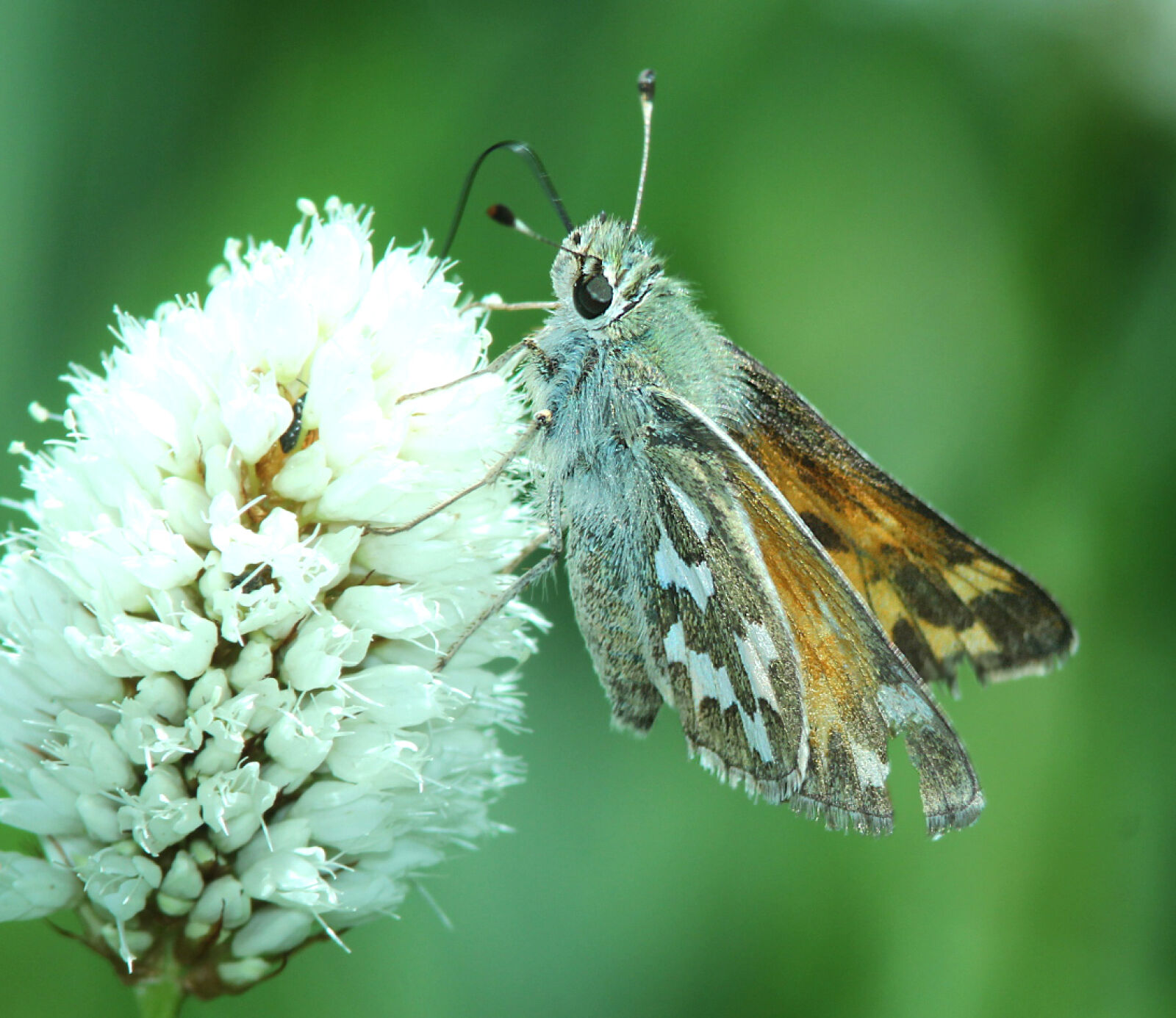 Canon EF 300mm F4L IS USM sample photo