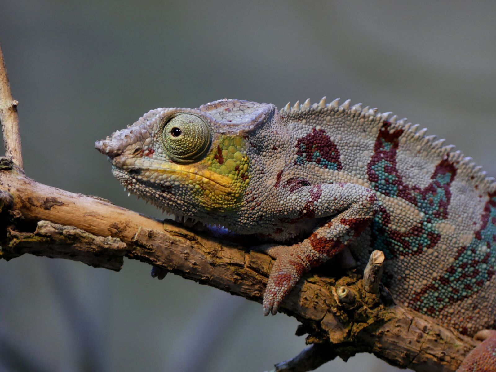 Panasonic Lumix DMC-FZ300 sample photo. Chameleon, animal, lizard photography