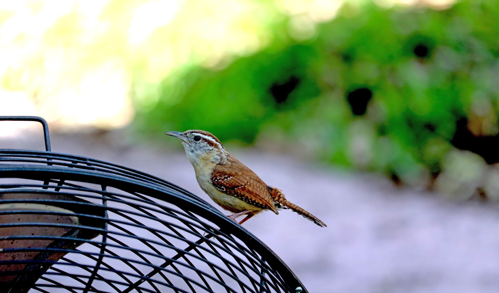 Canon EOS 800D (EOS Rebel T7i / EOS Kiss X9i) + Canon EF-S 55-250mm F4-5.6 IS STM sample photo. Carolina wren, brown tan photography