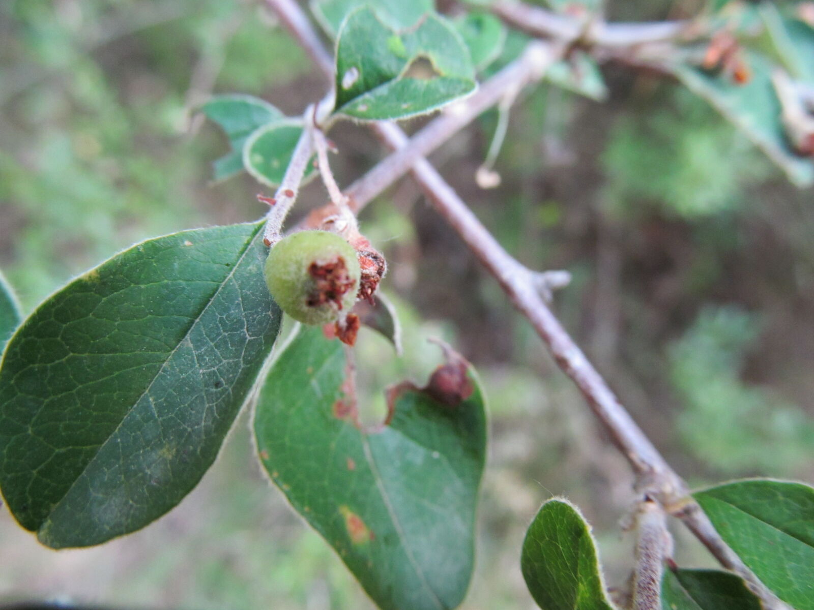 Canon PowerShot SX150 IS sample photo. Macro, nature photography