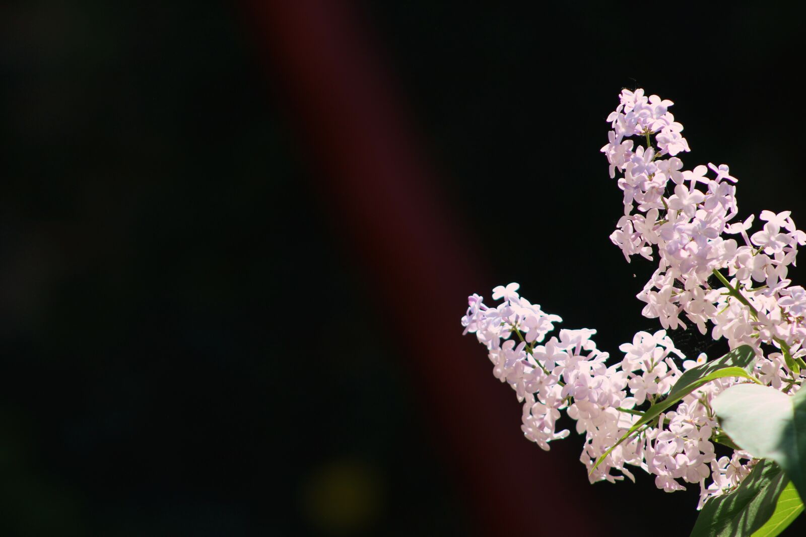 Canon EF75-300mm f/4-5.6 sample photo. Without, lilac, lilac flower photography