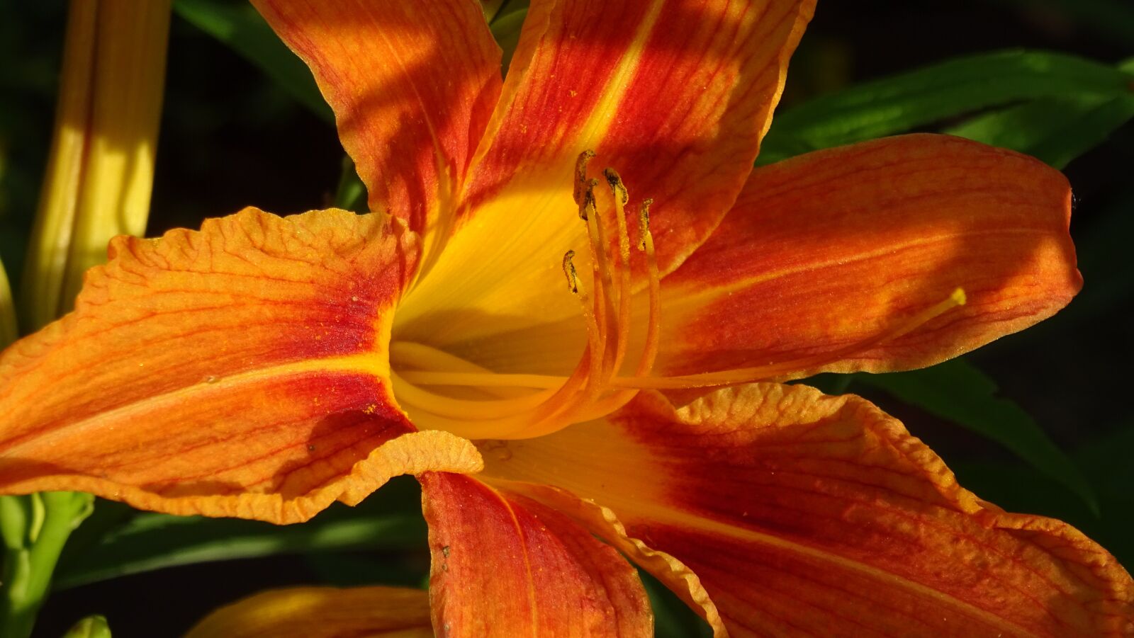 Sony DSC-HX60 sample photo. Flower, flora, macro photography